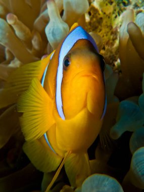 Red Sea Anemonefish (amphiprion bicinctus). Taken at Ras Mohammed in Sharm el Sheikh. clipart