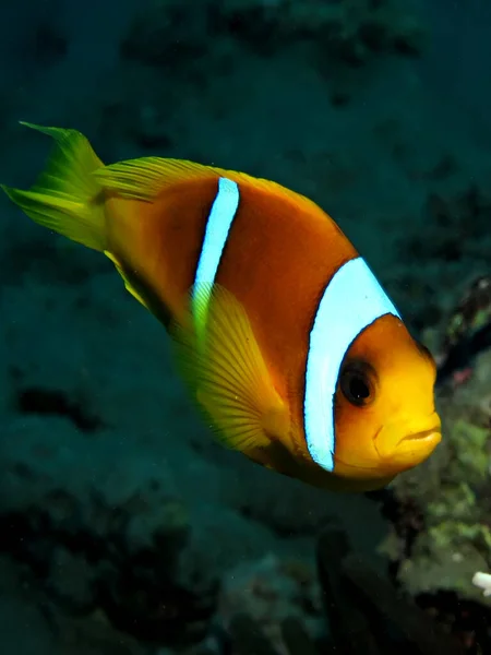 Vörös Tengeri Kékúszójú Tonhal Amphiprion Bicinctus Készült Ras Mohammed Sharm — Stock Fotó