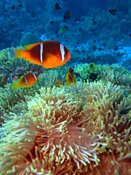 Ledovka Amphiprion Bicinctus Pořízen Ras Mohammed Sharm Sheikh — Stock fotografie