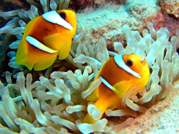 Red Sea Anemonefish Amphiprion Bicinctus Taken Ras Mohammed Sharm Sheikh — Stock Photo, Image