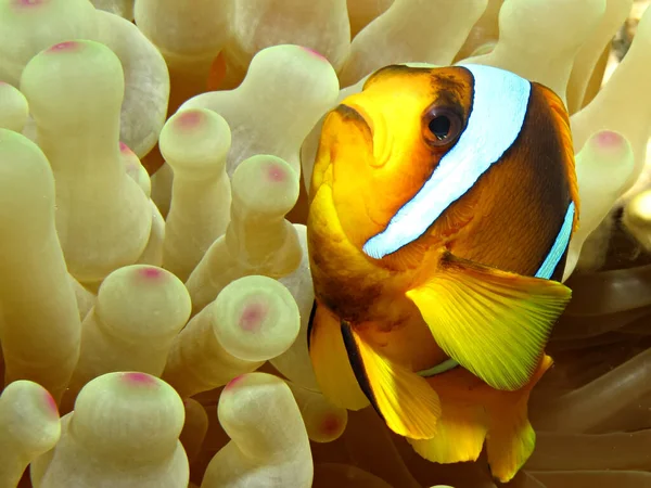 Pesce Cerimoniale Del Mar Rosso Amphiprion Bicinctus Preso Ras Mohammed — Foto Stock