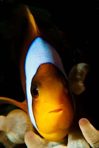 Красное Море Anemonfish Amphiprion Bicinctus Снято Рас Мохаммеде Шарм Эль — стоковое фото