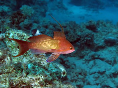 Lyretail anthias (Pseudanthias squamipinnis) clipart