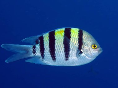Makas kuyruklu çavuş balığı. (Abudefduf sexfasciatus)