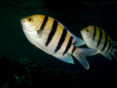 Makas kuyruklu çavuş balığı. (Abudefduf sexfasciatus)