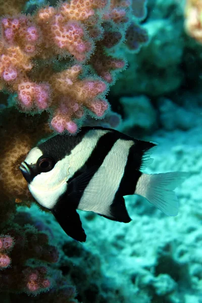 Humbug Dascyllus Dascyllus Marginatus Pořízeno Red Seai Egypt — Stock fotografie