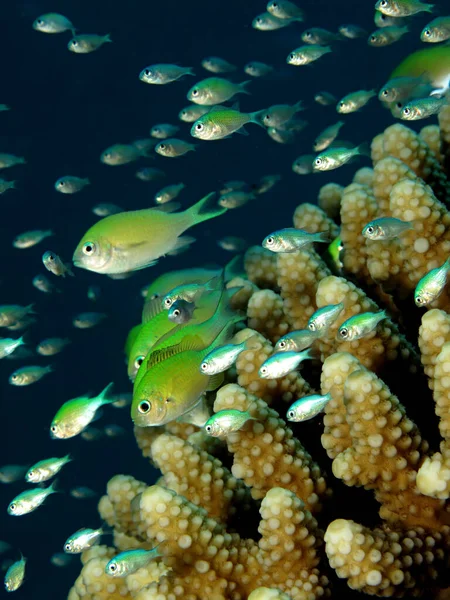 Bluegreen Chromis Swimming Acropora Coral — Stock Photo, Image