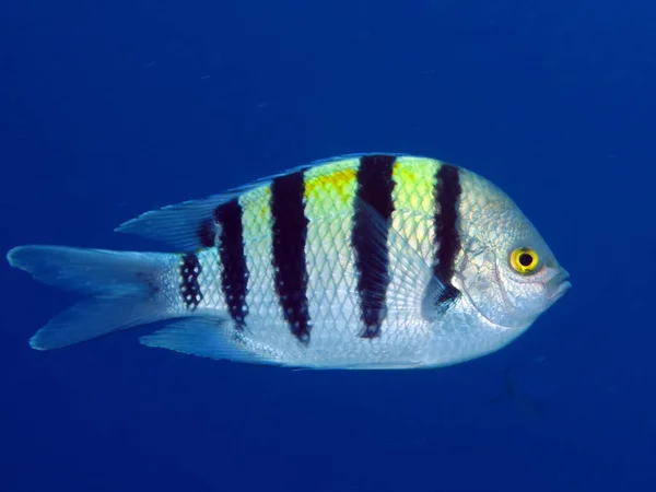 Ψάρι Αρχιφύλακα Abudefduf Sexfasciatus — Φωτογραφία Αρχείου