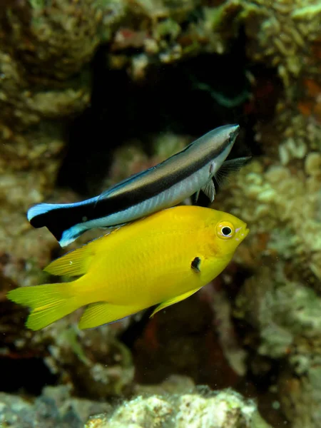 Donzela Enxofre Pomacentrus Sulfureus Tomada Mar Vermelho Egito — Fotografia de Stock