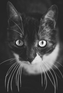 Kedi sana baktığı gibi