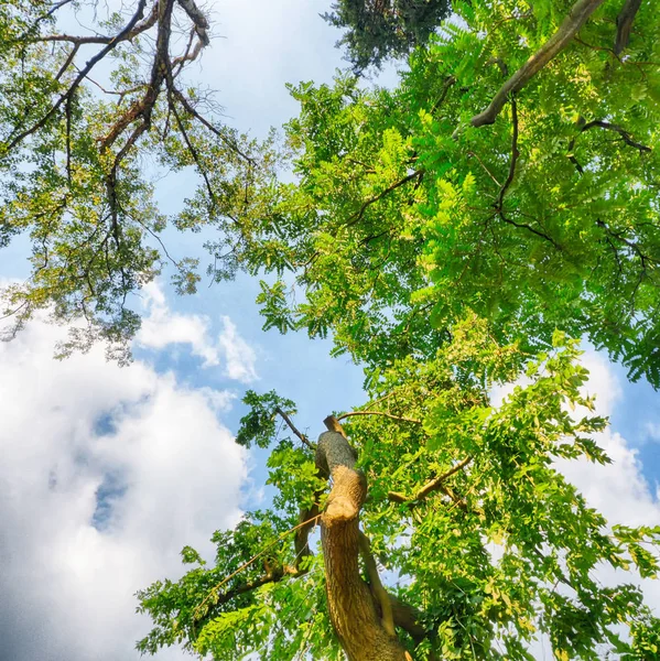 Ağaçlar bir orman ve mavi gökyüzü.    