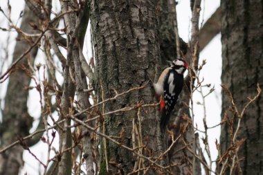 Ağaçta bir yuva inşa benekli ağaçkakan.