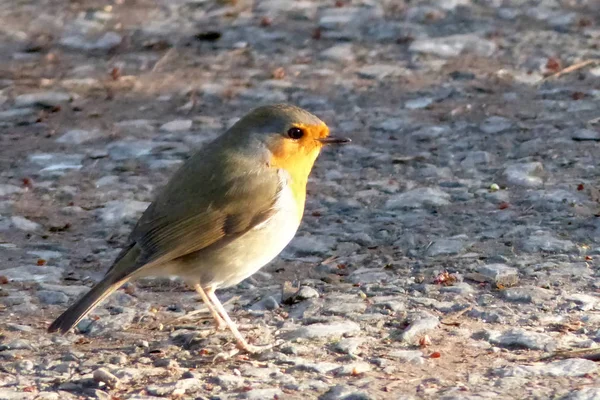 Robin Redbreast Forest Track — Stock Photo, Image