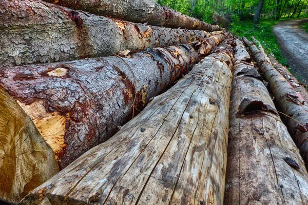 Stacked timber near a forest track