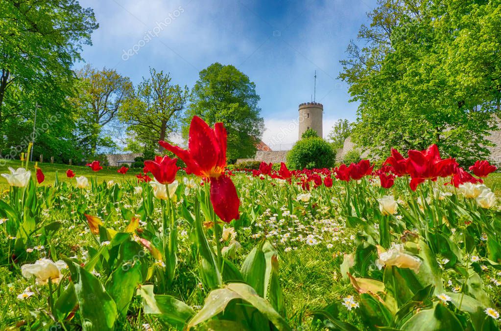Un campo de flores en el castillo de Bielefeld en Alemania. 2023