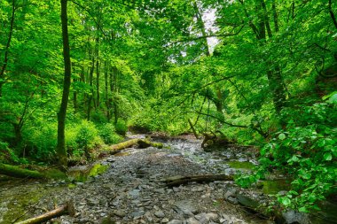 Sauerland bölgesinde Winterberg yakınlarındaki bir kanyon yürüyüş parkurunda kötü nehir.
