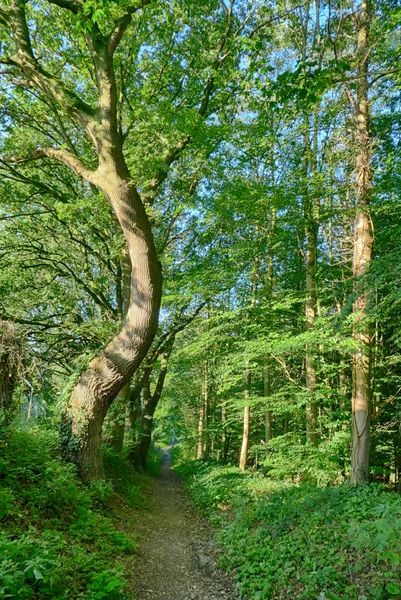 Camino Bosque Verano — Foto de Stock