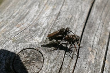 Bir ağaç gövdesiüzerinde iki sinek