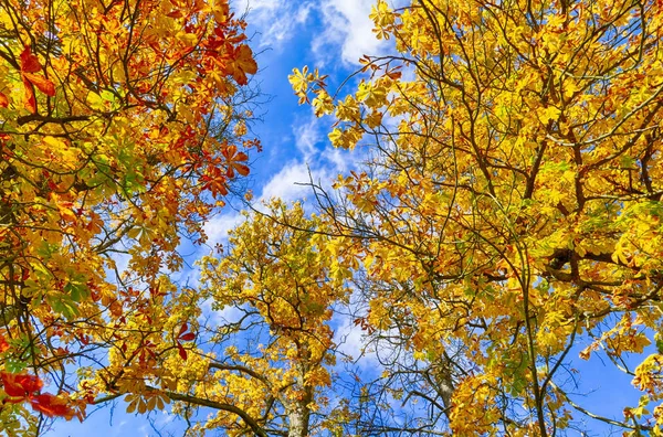 Foglie Autunnali Colorate Sotto Cielo Blu Nella Foresta — Foto Stock