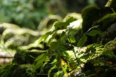 Bitkiler ve yosunlar ormanda yerde.