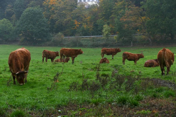 Brown Cattle Pasture Rain — Stock Photo, Image