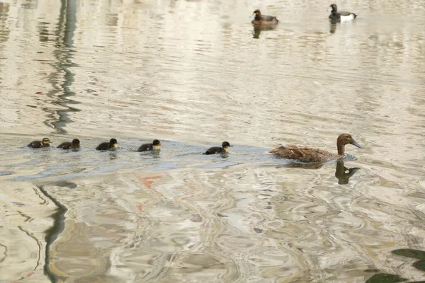 Pato Com Seus Patinhos Numa Lagoa — Fotografia de Stock