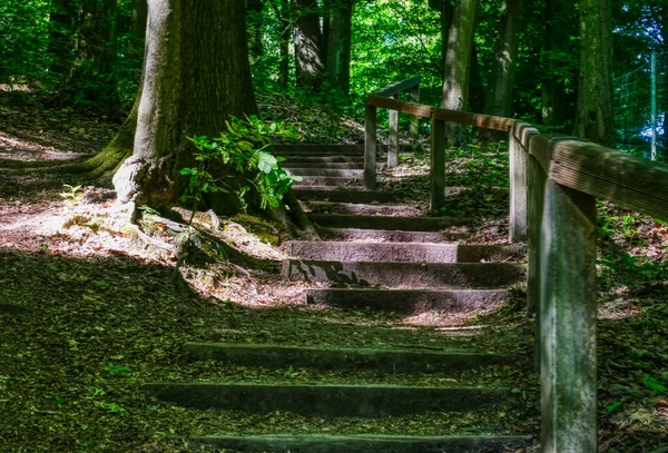 Escalera Una Pista Forestal Valle Del Neandertal —  Fotos de Stock