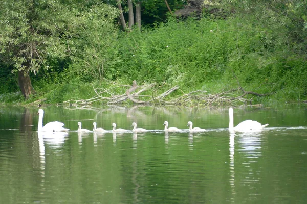 Pareja Cisnes Con Seis Cisnes Jóvenes — Foto de Stock