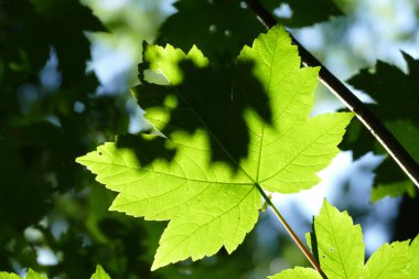 Güneş ışığı ve gölgeli ağaçta yaprak