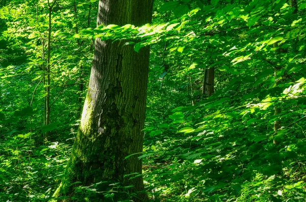Alter Baum Und Grüne Blätter Wald — Stockfoto