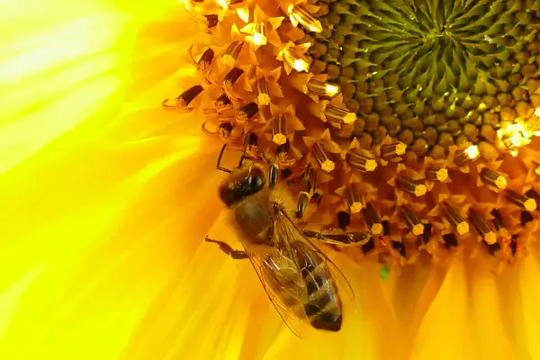 Abeja Sobre Girasol Verano — Foto de Stock