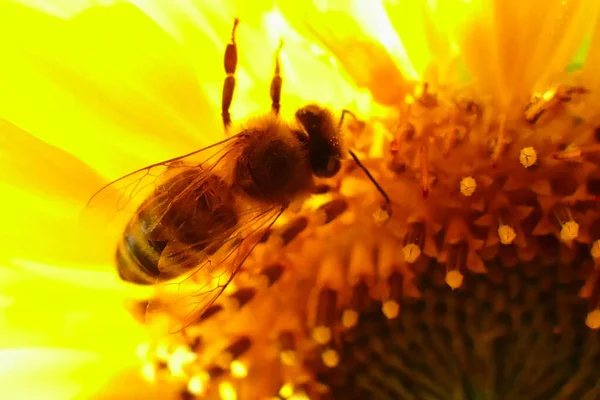 Arı Ayçiçeğinin Içinde Polen Topluyor — Stok fotoğraf