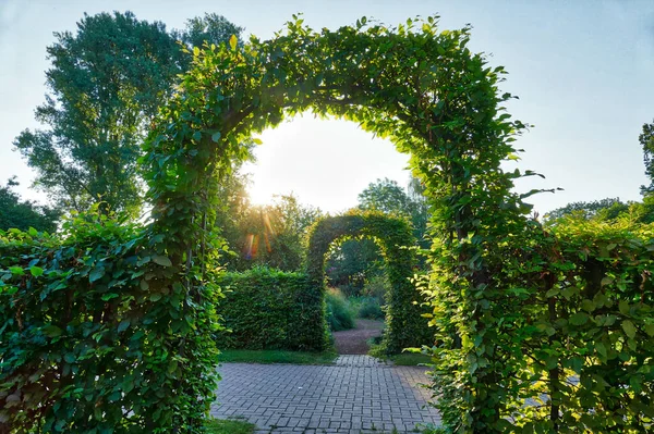 Зеленые Изгороди Ворота Парке Дюссельдорфе — стоковое фото