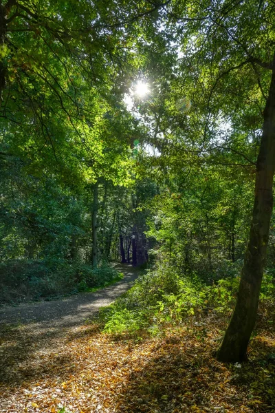 Duisburg 'daki altı göl bölgesindeki orman patikaları.