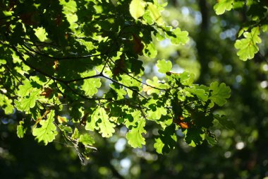 Yapraklar güneş ışığında bir ağaçta