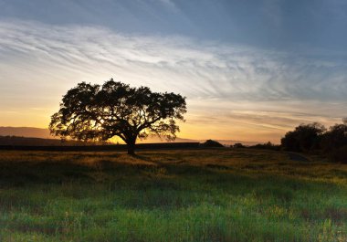 Montgomery park herdem yeşil alan San Jose gün batımında bulutlu bir günde