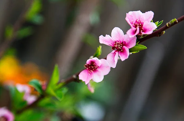Vários Tipos Flores Estão Florescendo Jardim Quintal — Fotografia de Stock