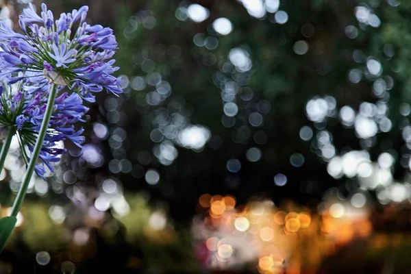 Hinterhofgarten Blühen Verschiedene Arten Von Blumen — Stockfoto