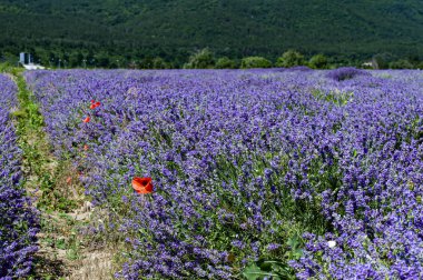 sıcak yaz ve lavanta tarlaları
