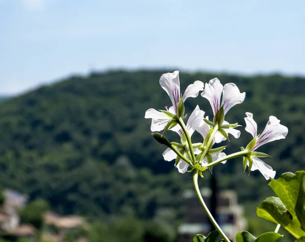 Summer, nature. Wild, forest flowers.