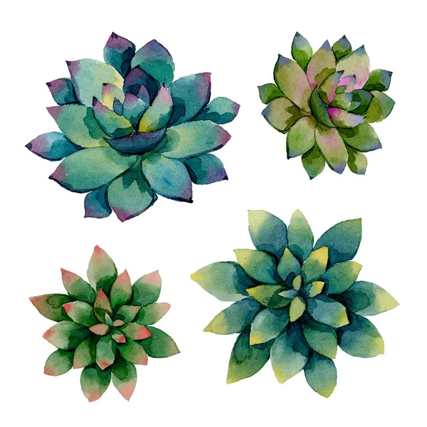 수채화 Succulents 수채화 — 스톡 사진