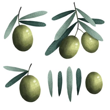 Zeytin dalı ve yapraklar, yeşil bitki seti organik doğa çizimi, el çizimi