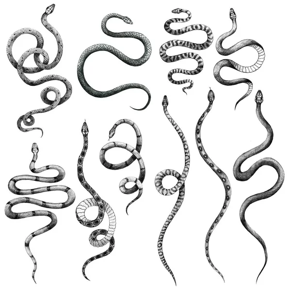 Set Different Snakes Pencil Drawing Vintage Style Graphic Black White — Stock Photo, Image
