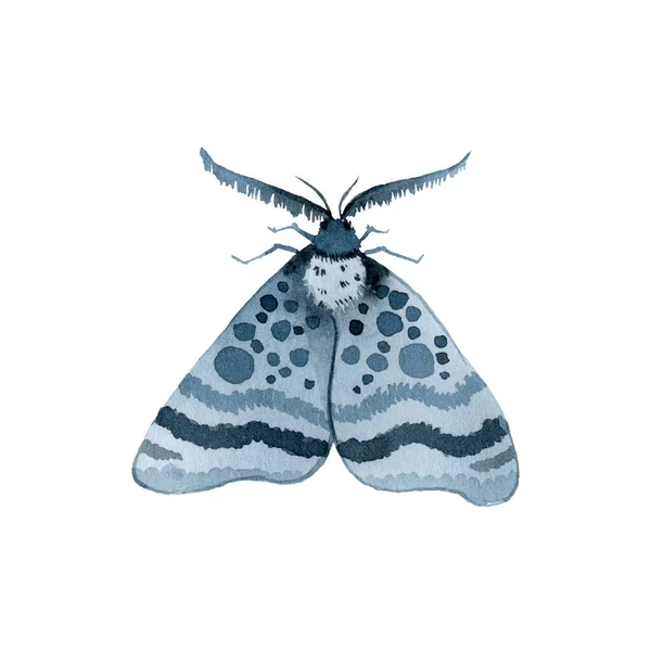 Blaue Nachtfalter Indigo Schmetterling Aquarell Vintage Illustration Handzeichnung Natürlich Isoliert — Stockfoto