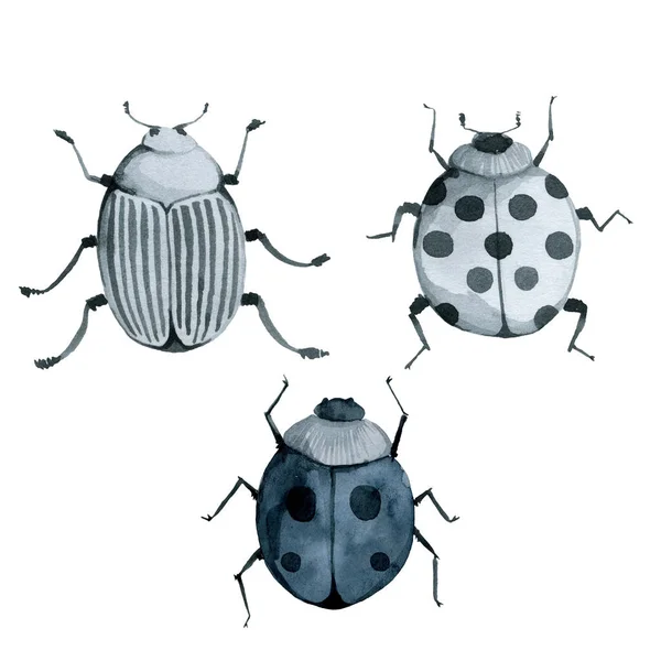 Modrý Brouk Divoký Hmyz Vinobraní Akvarel Ilustrace Ruční Kreslení Přírodní — Stock fotografie