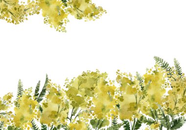 mimoza, sarı bitkiler, yapraklar ve çiçekler, botanik illüstrasyon, suluboya arka plan