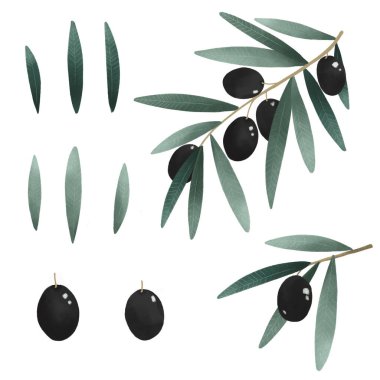 Zeytin dalı ve yapraklar, yeşil bitki seti organik doğa çizimi, el çizimi