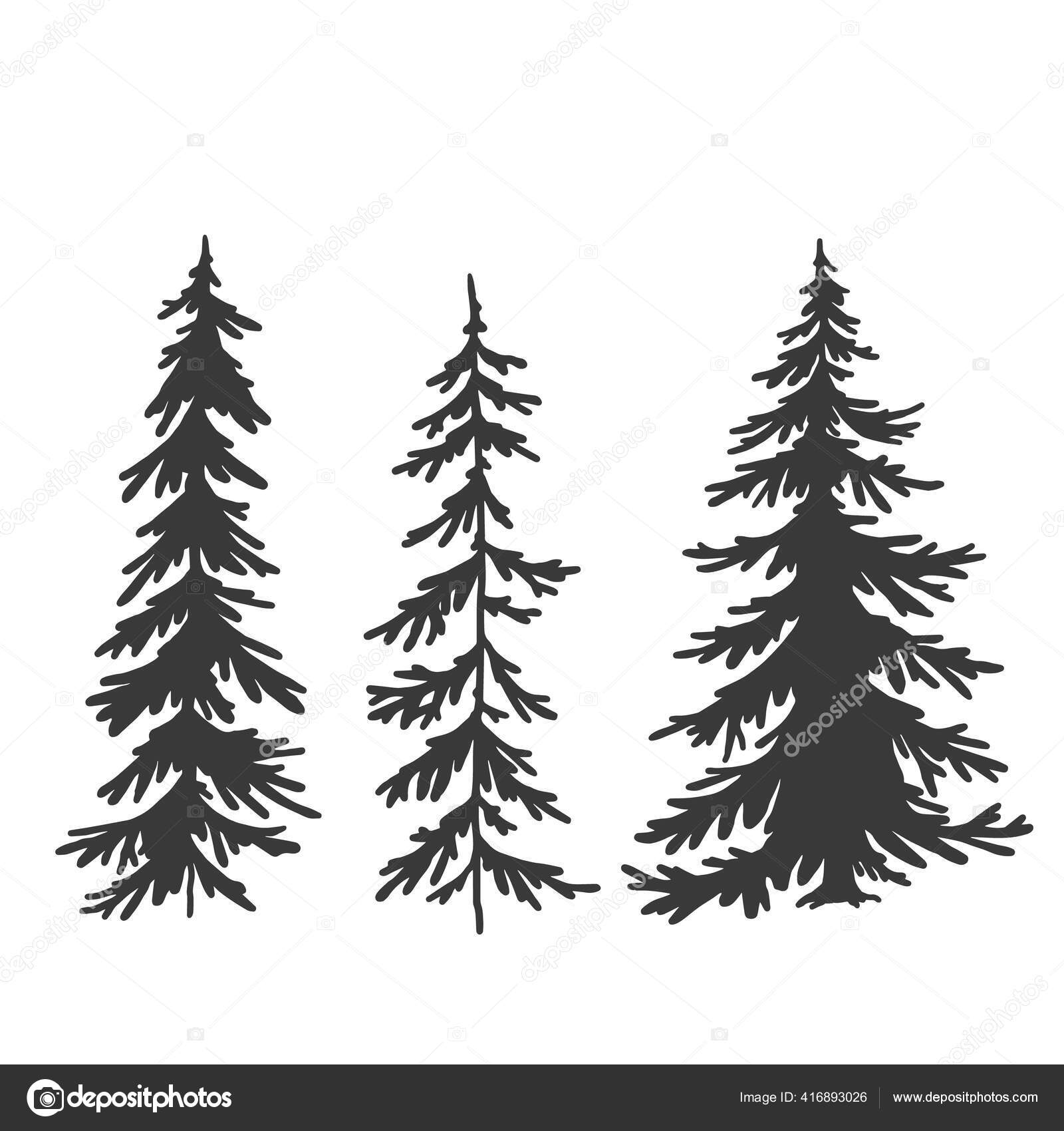 Spruce Tree Silhouette