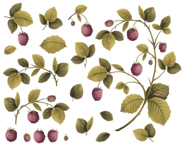 Ahududu bitkisi, böğürtlen ve yapraklar, el çizimi — Stok fotoğraf