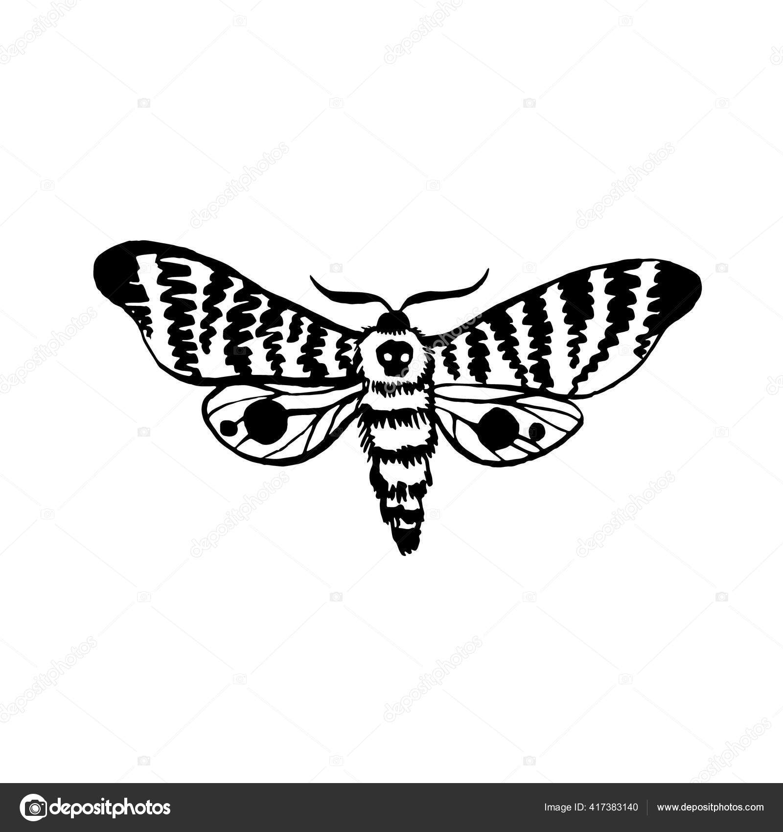 Векторная Моль Рисунок Ночной Бабочки Рисунок Силуэта Вручную Стоковый  вектор ©NoliMolly 417383140